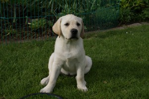 Labrador Welpen im Kurs