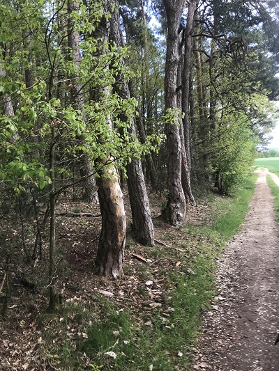 Slalom