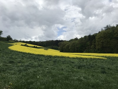 Wiese